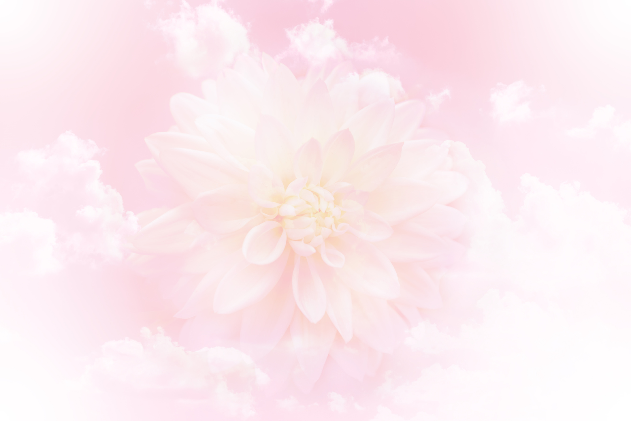 pink flower background